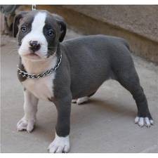 pitbull blue nose cachorro